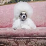 prueba cachorro hembra blanco